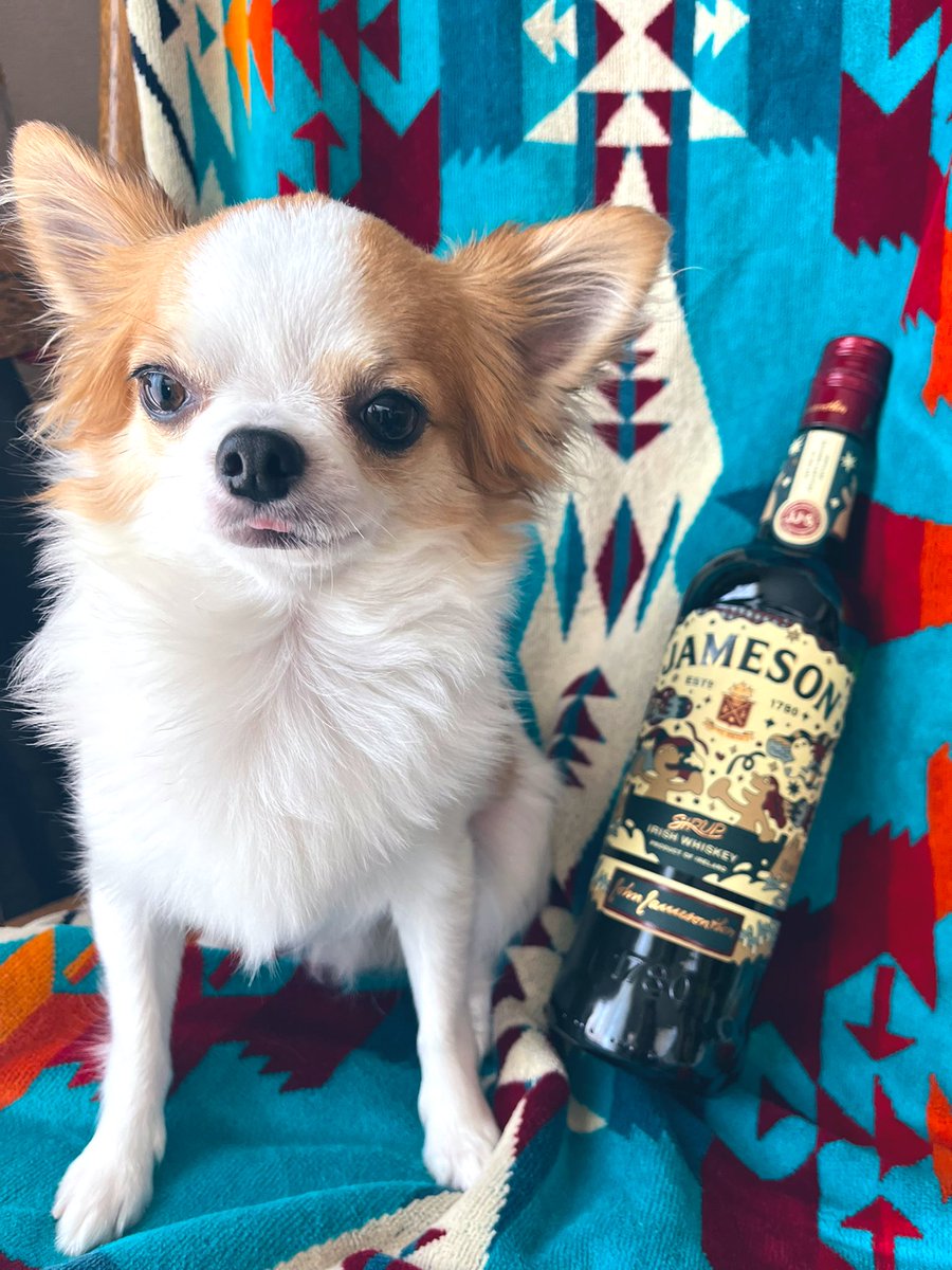 Au07281Au07281's tweet photo. やーーーーっと北にも来たよ!!
#JAMSON
映りたがりのまめたろうをお供に🥃 https://t.co/sNcGT0Lezf