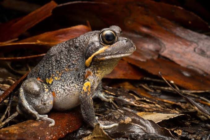 eckybabs's tweet photo. @vivapokey The pobblebonk is a burrowing frog named after the bonking noise it makes similar to a plucked string. https://t.co/U8I7QqjItU