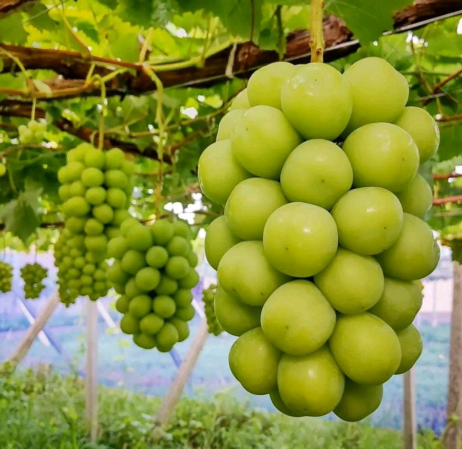 If you are interested in grapes farming, like and retweet please!