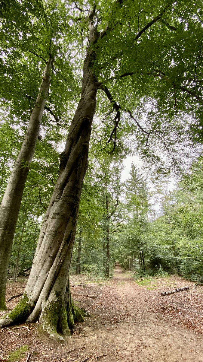 mveldhuis76's tweet photo. Magnifique deze gedraaide beuk😃 Hij blijft draaien tot helemaal in de top…

#gedraaideboom #torsie #beuk #gedraaidebeuk #warnsborn #veluwezoom https://t.co/yB5VAiXdfb