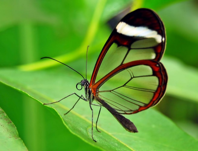 Beautiful Glass Winged Butterfly Image by Magda Moller
funnyness.com/glass-winged-b…
#photography #butterflyphotography
