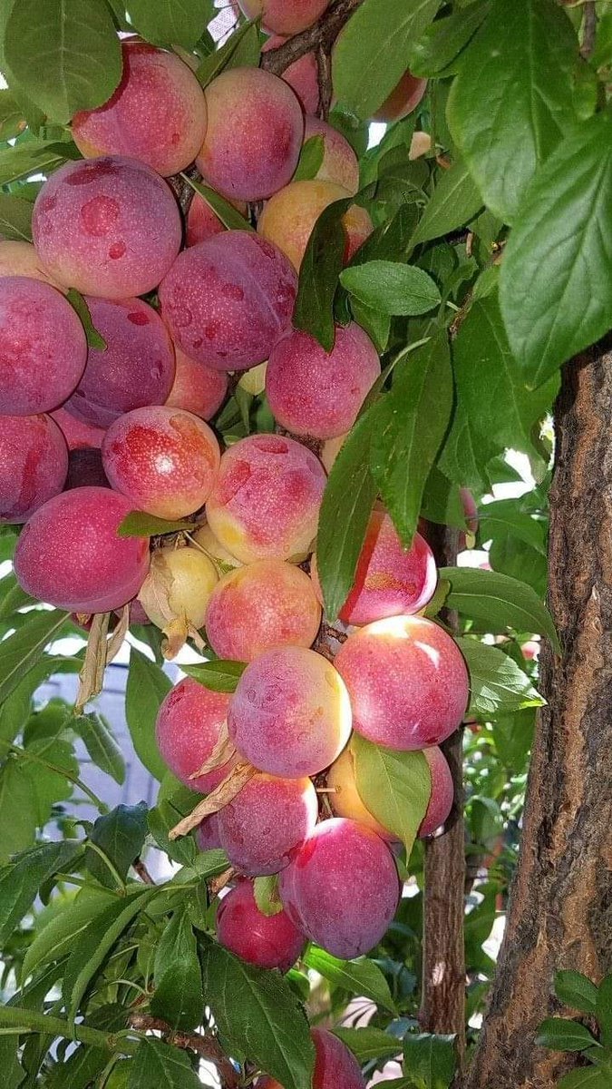 Apple farming is a business to invest in. 
If you are interested, like and retweet.