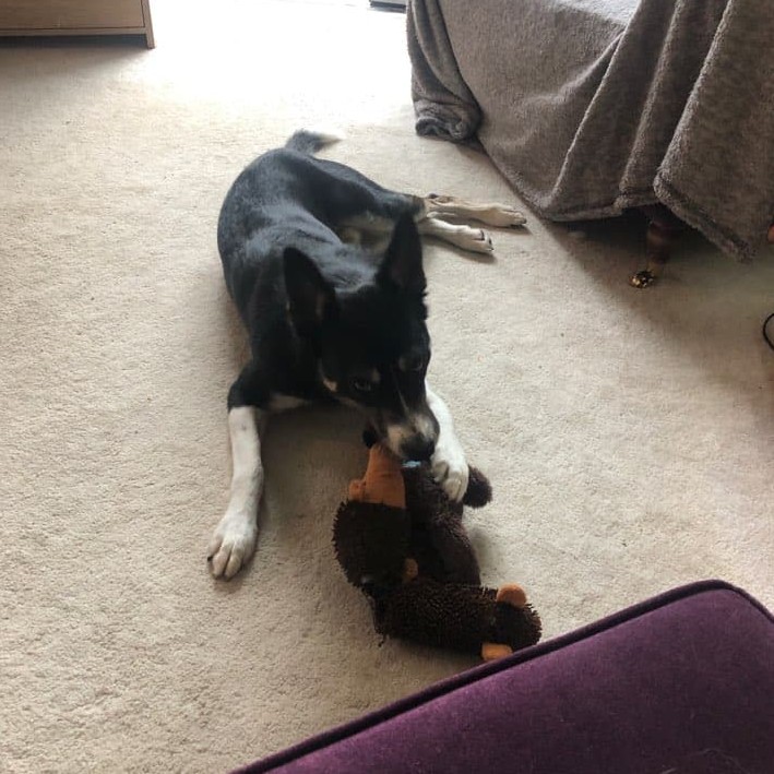 CornwallRspca's tweet photo. Bailey went home 🎉
After 496 days of waiting, he's landed on all four paws with his final and forever home. We wish Bailey and his new family all the best in their new life together 💙
#inthehome #inthehomeupdate #successfulrehome https://t.co/JQXIJpzfPP