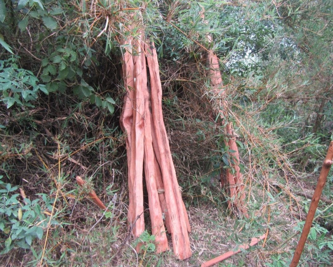 mountkenyatrust's tweet photo. Red cedar posts and timber pieces confiscated by the Imenti Patrol Team (IPT) in a routine security operation.

#MKTRangers #MKT_Operations #forestrangers #MountKenyaTrust  #MKT_Operations #forestconservation #redcedar #saynotologging #illegallogging #stoplogging #saveourtrees https://t.co/BartoMlh7z