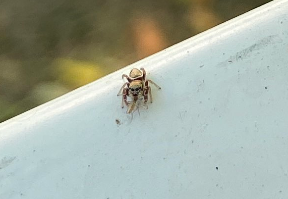 nottherealmyth's tweet photo. never gonna get over this baby jumping spider i found with a tiny lil skull pattern on its face. also it caught lunch https://t.co/nJCBLkC9Xx