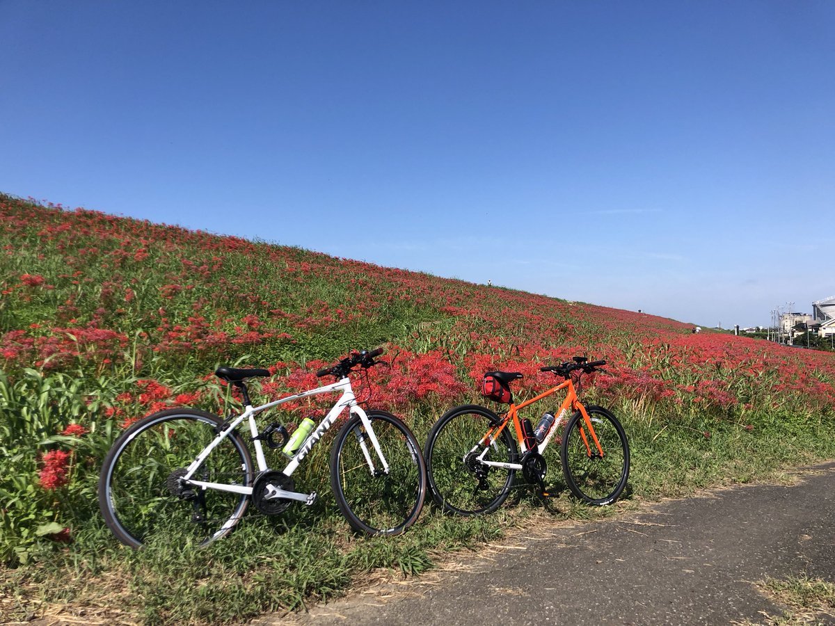 sashimin_ina's tweet image. ゆるポタと言いながら、田舎から遊びに来た父とツーリングしてたので実は2台。
GIANTの方はさいたま新都心にある #COGGEY さんにてレンタサイクル。
料金も安いし整備もしっかりしてるし感謝。
秋晴れで快適な1日だった。