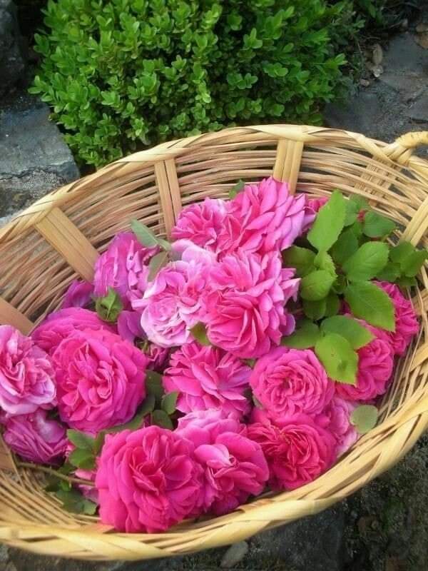 🌺🌺🌺🌺🌺🌺🌺🌺🌺🌺🌺🌺🌺🌺🌺🌺🌺🌺🌺🌺🌺🌺🌺#mutlugünler #Günaydın