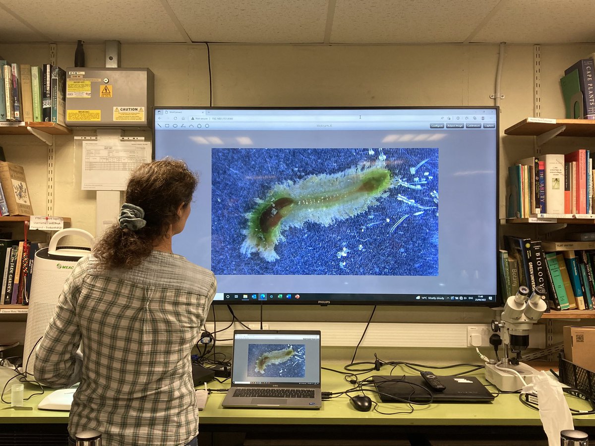 Cardiff Curator (@cardiffcurator) on Twitter photo … Well that’s a wrap for this weekend’s ‘an introduction to intertidal polychaete identification’ <a href="/TreborthBG/">Treborth Botanic Garden</a> for <a href="/North_Wales_WT/">North Wales Wildlife Trust</a>. We’ve seen some lovely marine bristleworms and taken delegates through the identification of species which they may come across on shore … Well that’s a wrap for this weekend’s ‘an introduction to intertidal polychaete identification’ <a href="/TreborthBG/">Treborth Botanic Garden</a> for <a href="/North_Wales_WT/">North Wales Wildlife Trust</a>. We’ve seen some lovely marine bristleworms and taken delegates through the identification of species which they may come across on shore