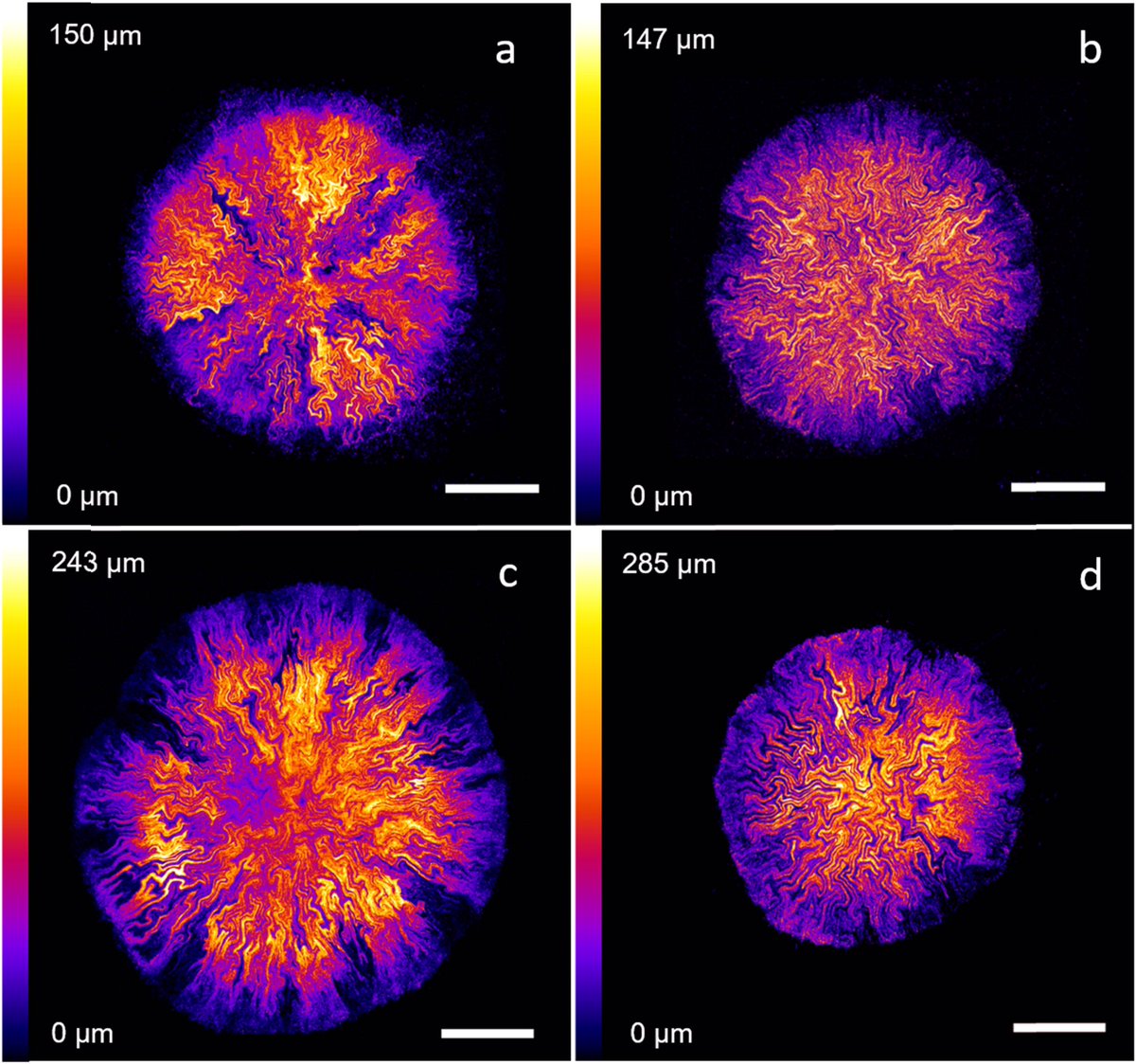 Biofilm Journal tweet media