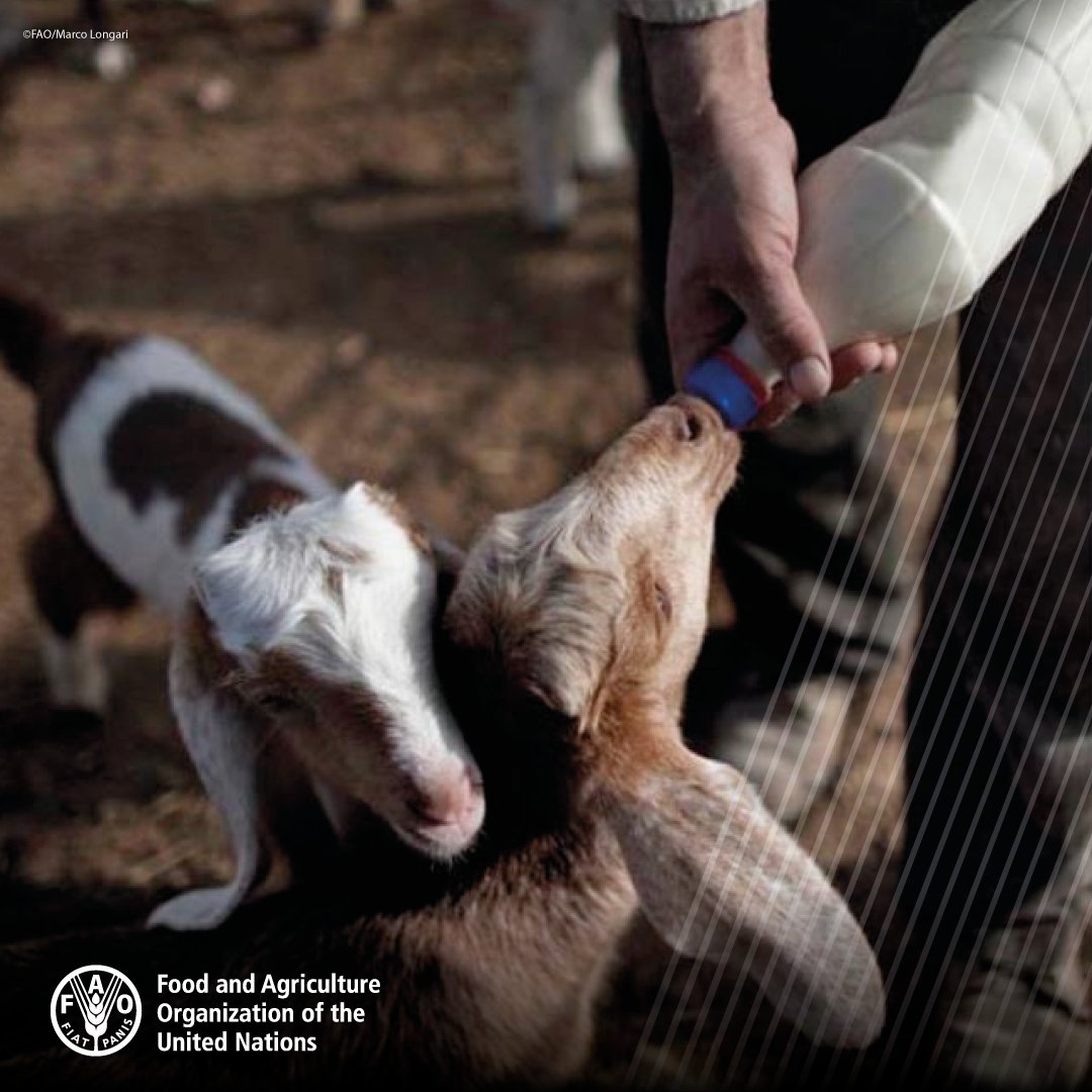 Healthy animals mean healthy humans! Tap 💜 if you agree.

Millions of people live in close proximity with animals and depend on them for:

🐄 livelihoods
🐏 clothing
🐎 transport

This is why we must be careful of ‘zoonotic’ diseases, which spread from animals to humans.