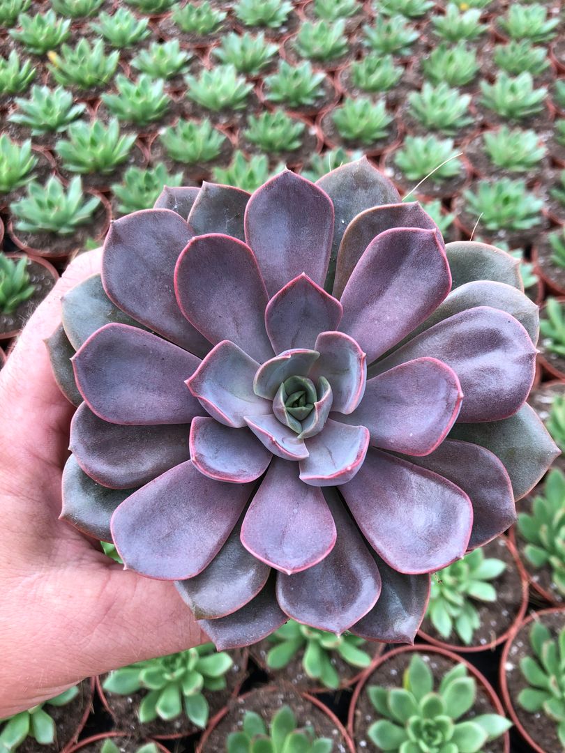 fabfatfriends's tweet photo. Morning Monday! Echeveria Mina growing good these days. ๐๐ฉ๐ผโ๐พ
#echeveriamina #leafpropagation #fabulousfatfriends #succulentleafpropagation #indoorsucculents #succulentpropagation #asucculentstory https://t.co/SHq4KGJhBF