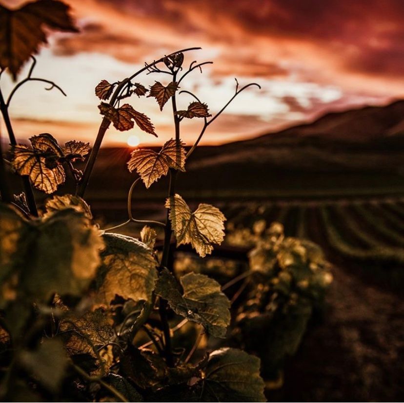 Spring heralds the start of the growing season in Marlborough.  Chardonnay vines are the first to kick off, and are now showing vibrant growth, with Pinot Noir vines soon to follow.  We love this shot of Spring in the vineyard.

#methodemarlborough
