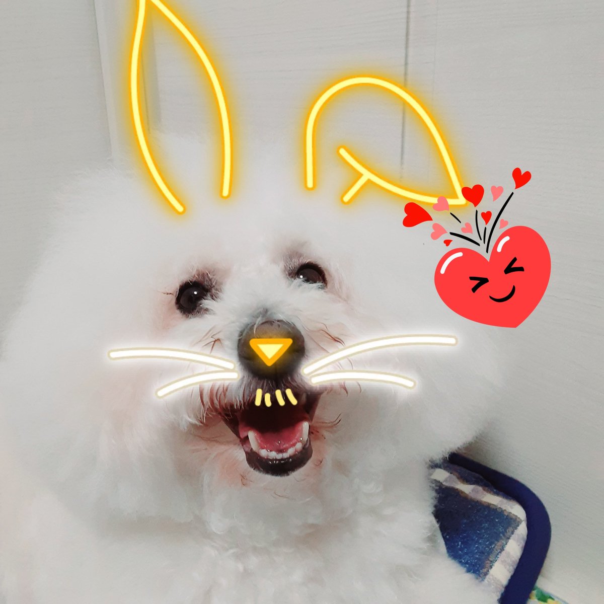 3Erumo3's tweet photo. ＃bichon　＃erumo https://t.co/eBD4OpjtcR
