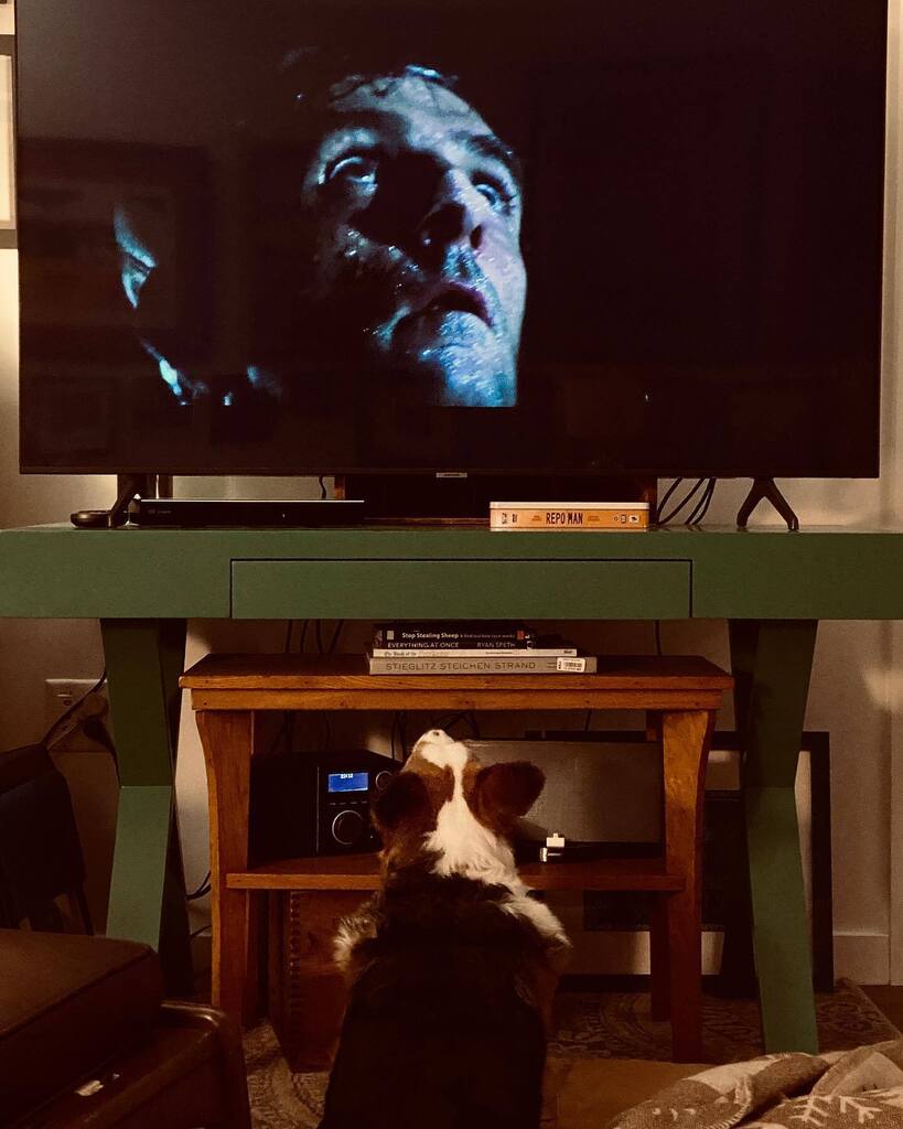 CorgMarshall's tweet image. I am deeply concerned about Harry Dean Stanton’s safety and welfare.
#Alien #corgiwatchingmovie #corgi … instagr.am/p/Ci8_FUWNI_3/
