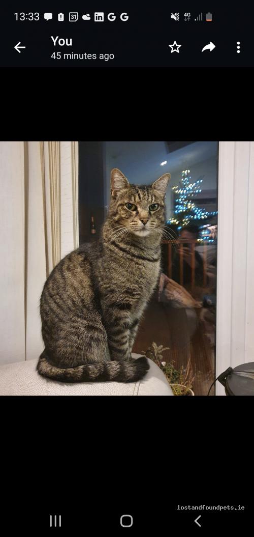 A male cat was lost on 05/08/2022 in 62 Clanranald Road Dublin, #Dublin 5 lostandfoundpets.ie/8rt7ds #lpie