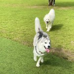 ツイートに含まれる画像