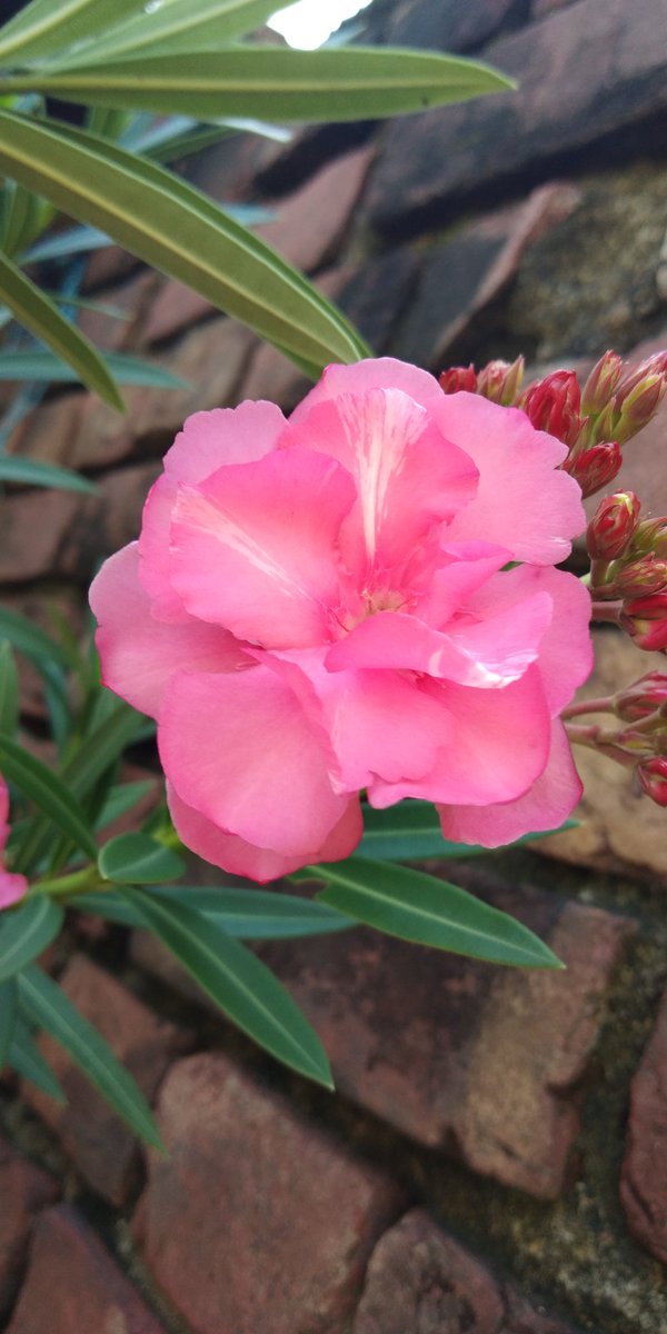 Moutusi Bir (@birmoutusi5) on Twitter photo 