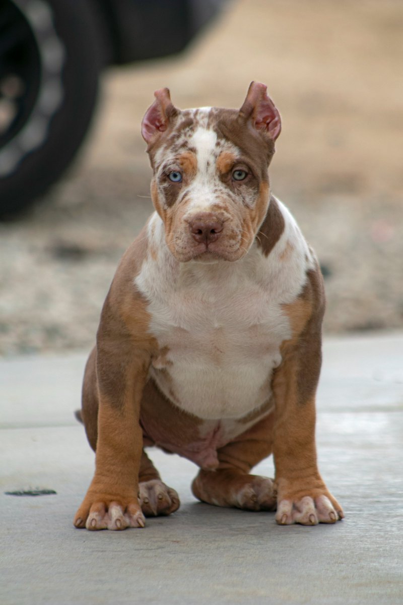 Nelliew20859878's tweet photo. LoLo Bulliez with thee American Bully dream! #americanbully #merletri #merlebullynation #colors #canonphotography #puppyfever #uk #bullyworldwide #pitbullarmy #PitbullCrew https://t.co/0Ea1TRxCFm