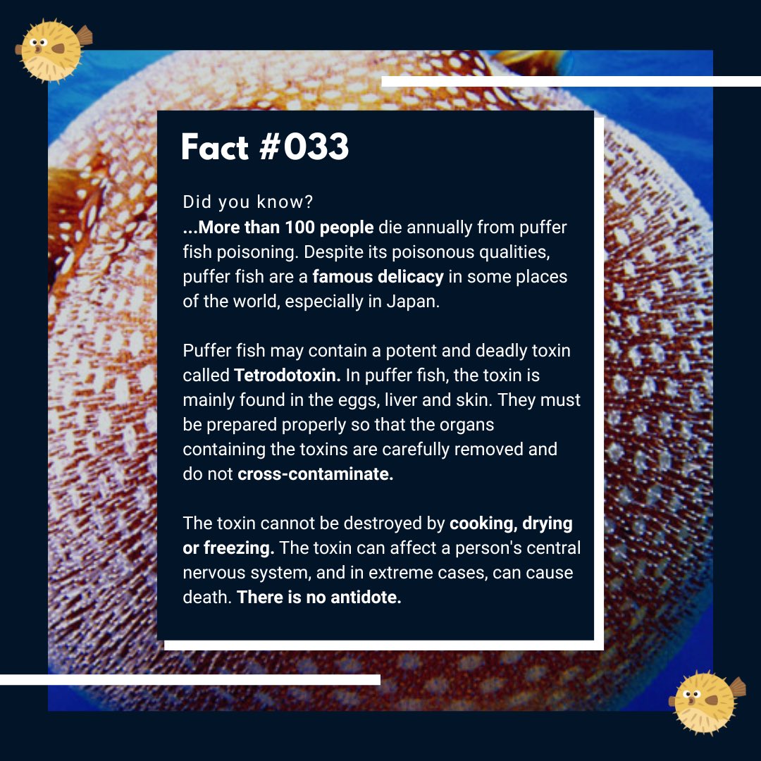EHCFoodSafety's tweet photo. A popular and well-known delicacy - one we all know has some danger attributed to it. BUT how much danger? Find out this week about Puffer Fish ⬆️🐡
#foodsafety #pufferfish #lunchtime #sydneyfood #foodforfoodies #foodfacts #sciencefacts #japanese #seafood #mrspuff https://t.co/JXTzEGPuhr