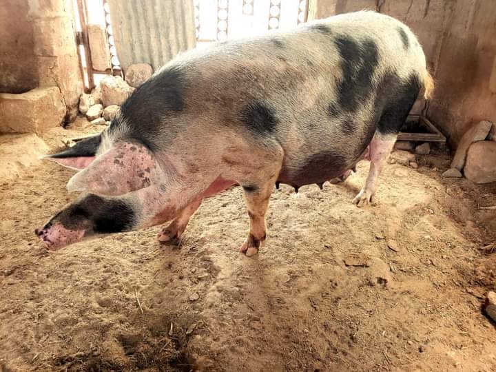 UfugajiK's tweet photo. Pietrain mwenye mimba. sifa za pietrain soma chini katika page hii.
#nguruwe
#pork
#kitimoto
#nyama
#meat
#Tanzania
#Tanzaniaboardmeat
#Tapifa https://t.co/MlxbE3aDU1