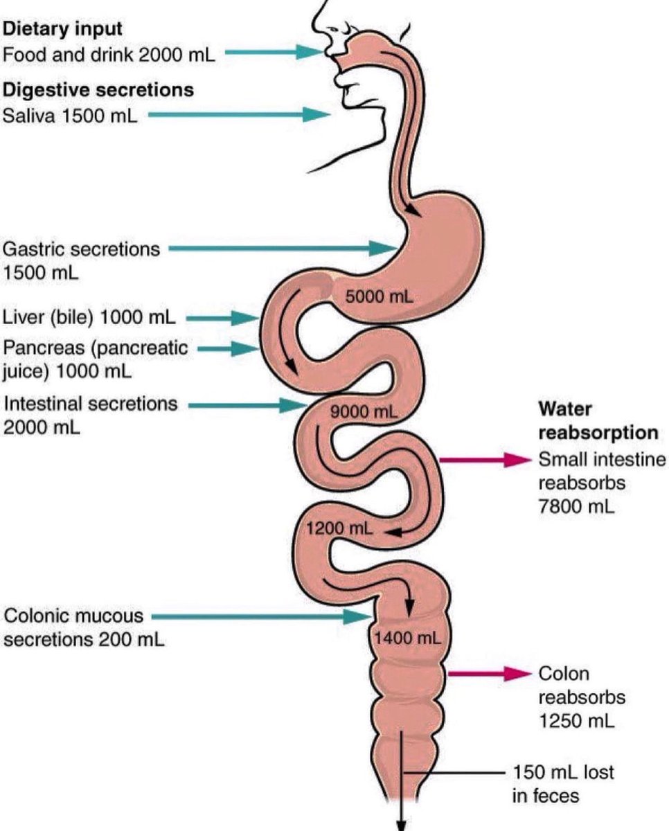🙋‍♂️Fluid absorption &amp; secretion within the GI tract 
#MedEd #MedTwitter #FOAMed