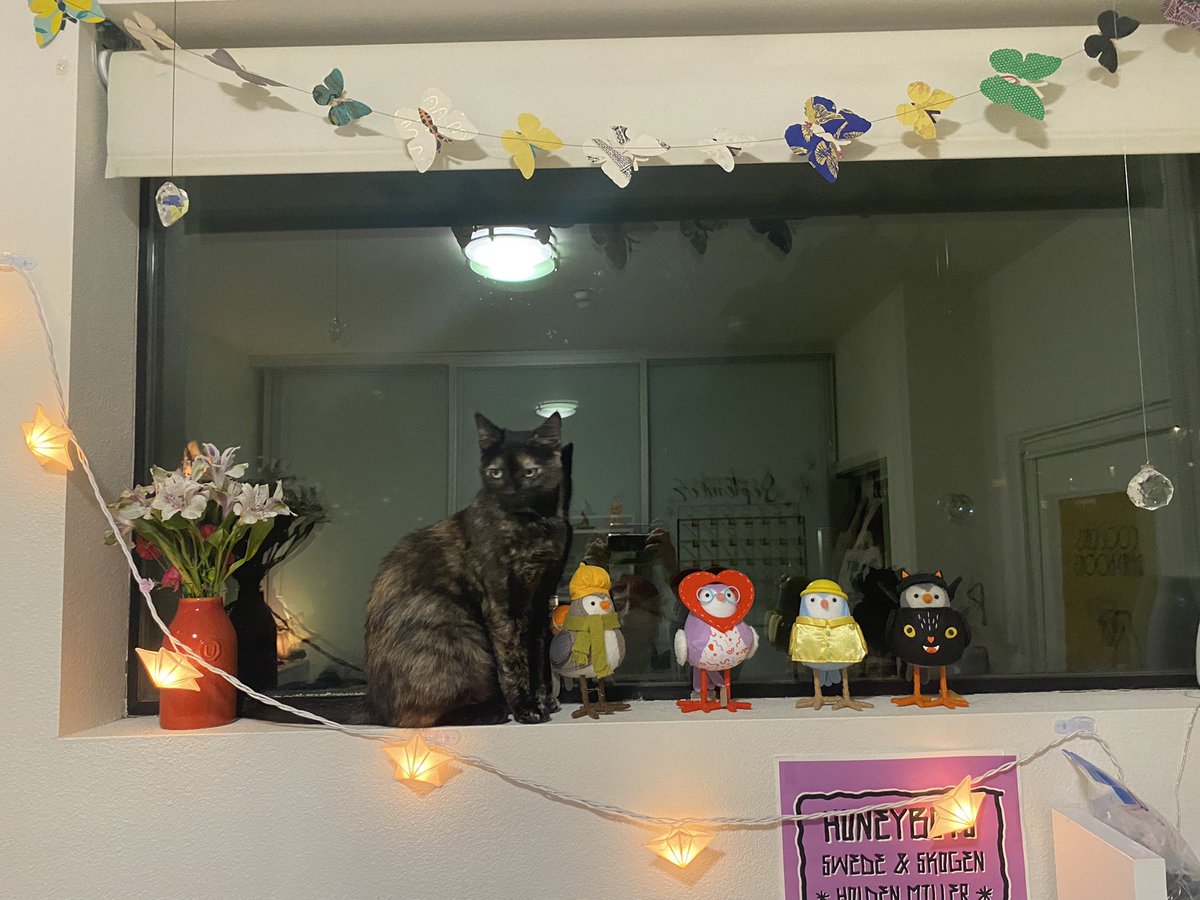 cwowver's tweet photo. happy gotcha day marble!! https://t.co/osF9dRgrgf
