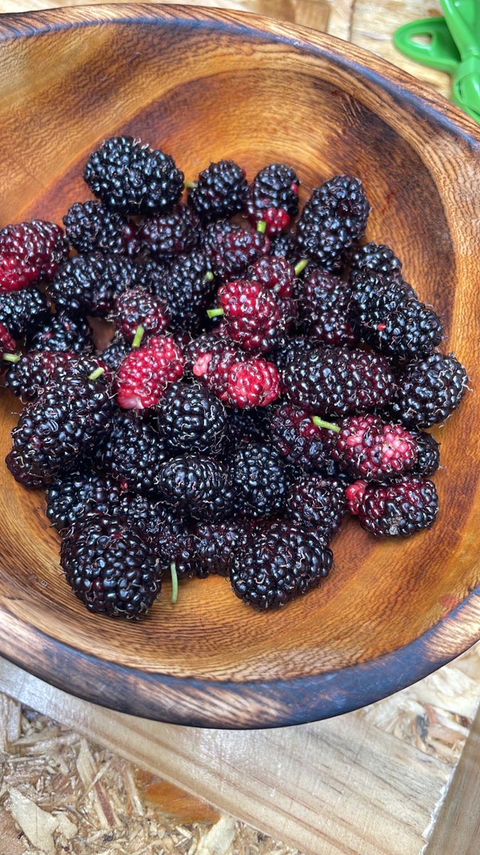 CCiiru's tweet photo. Oh the joy of working surrounded by fruit trees π₯°β¦
Our mulberry and loquat trees are in full bloom .
Lucky #Funhomes shoppers get to carry complimentary fruit home with them.
#food #gift #healthy #nature https://t.co/wTD5qRPOP9