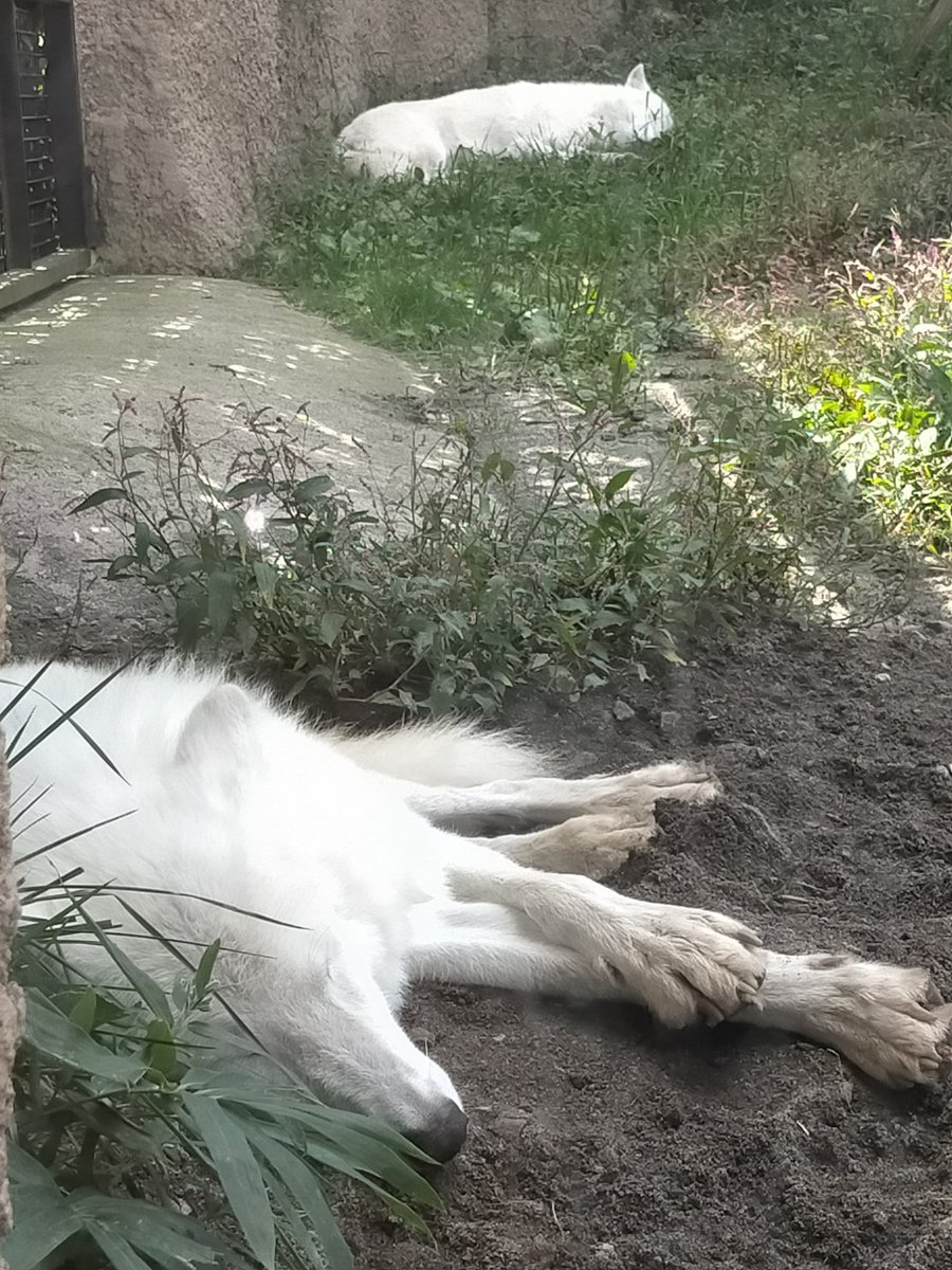 #那須どうぶつ王国 