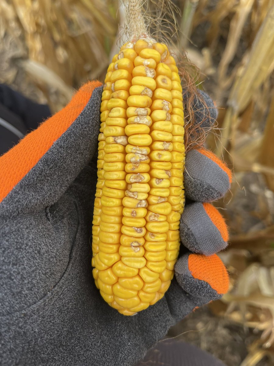 We are starting our R6 sampling in our #corn located in eastern #SouthDakota. We can for sure see the effect of the #drought. #agriculture #research #plants