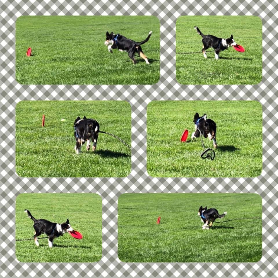 TeamFGBC's tweet image. Today was an amazing day for Team FGBC. Ki had a foot perfect round at disc league. Maverick had his debut and got awesome points. And Flick got his dock novice title and a regionals invite! Spoon babies ftw!! #bordercollie #dogbreeder #winner #discdog #DogsofTwittter