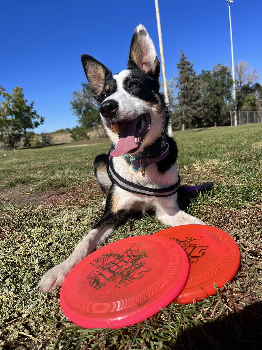 TeamFGBC's tweet image. Today was an amazing day for Team FGBC. Ki had a foot perfect round at disc league. Maverick had his debut and got awesome points. And Flick got his dock novice title and a regionals invite! Spoon babies ftw!! #bordercollie #dogbreeder #winner #discdog #DogsofTwittter