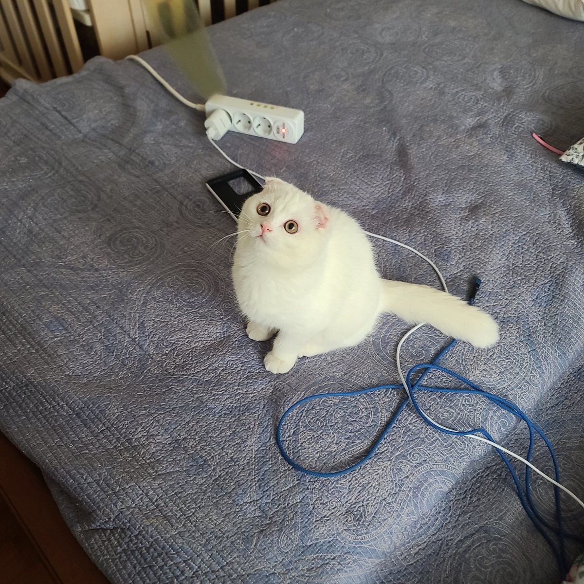 for_ren_house's tweet photo. 왕 동글 조랭이떡 https://t.co/NpzE8XCJ7t