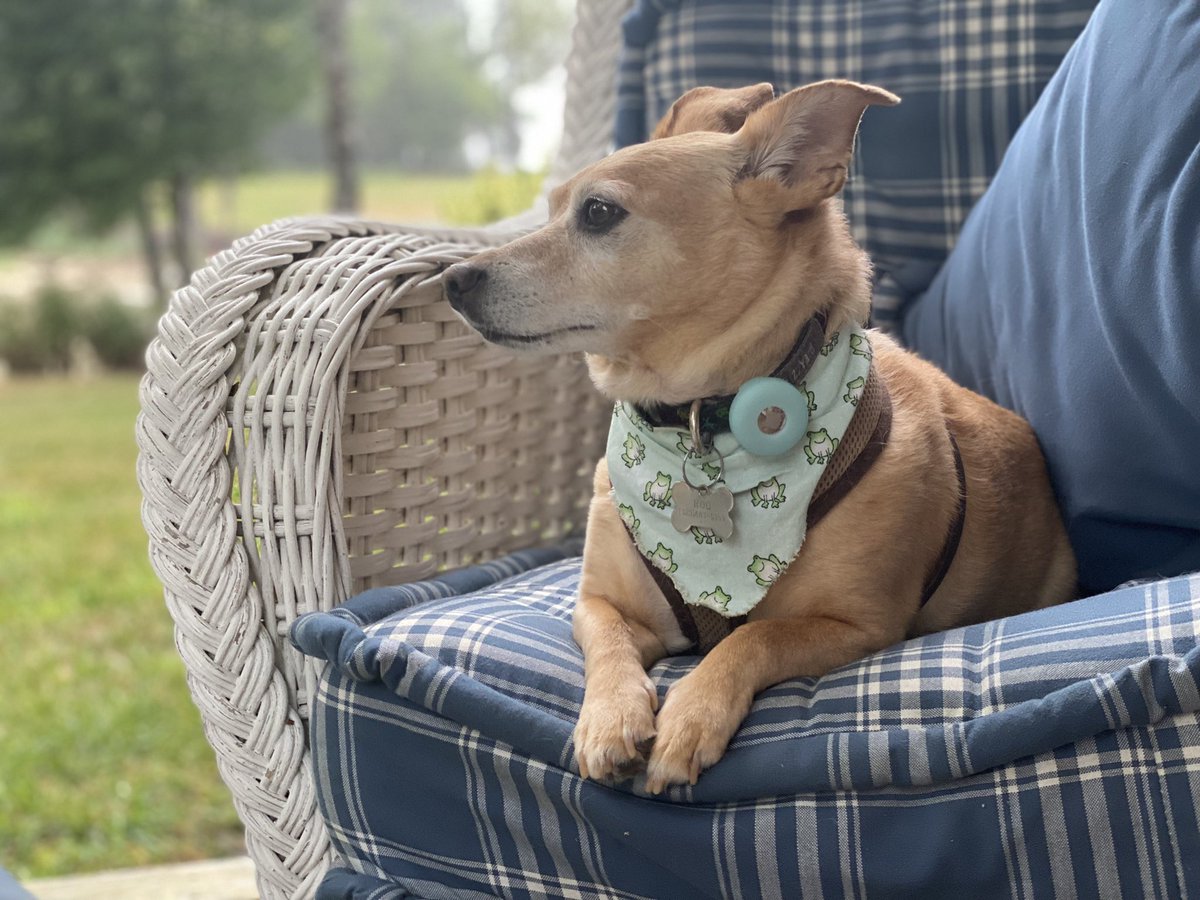 MJOffen's tweet photo. Excuse me - I need directions home, Iโm lost in a parallel universe and I know it because my best friend isnโt here all of a sudden. #pet #dog #grief #riproo #ow https://t.co/IKtY8nYTD4
