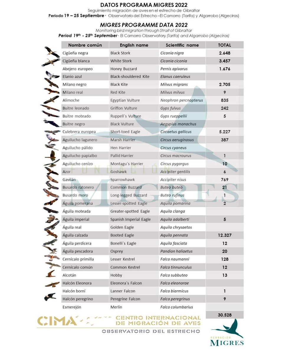 Results of the @FundacionMigres Program for monitoring the autumn migration of #Birds through The #Straits of Gibraltar, week of September 19 to 25, 2022. #FlywayBirding