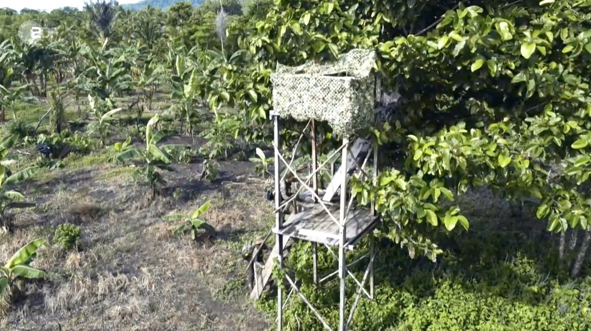 Goffin Lab Tanimbar tweet media