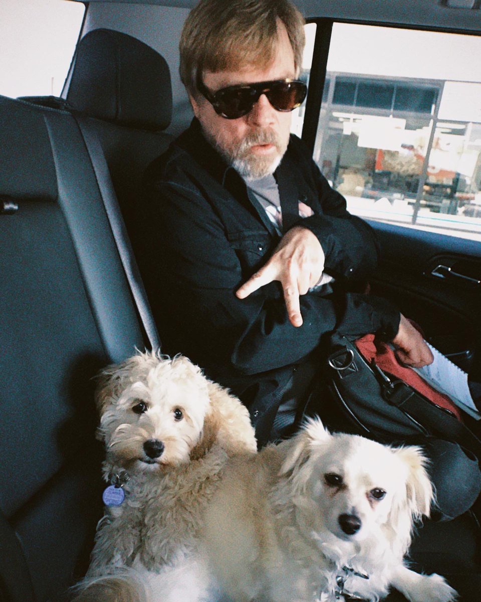 HamillFurballs tweet picture