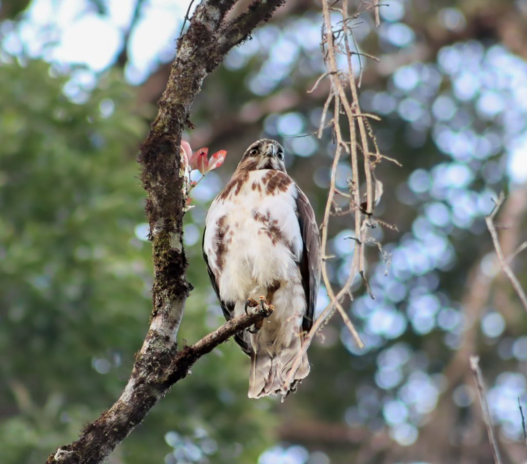 ashleymmaggy's tweet image. Some hard to capture birds inside of Ranomafana National Park #madagascar #pygmykingfisher #crossleysvanga #madagascarcuckoohawk