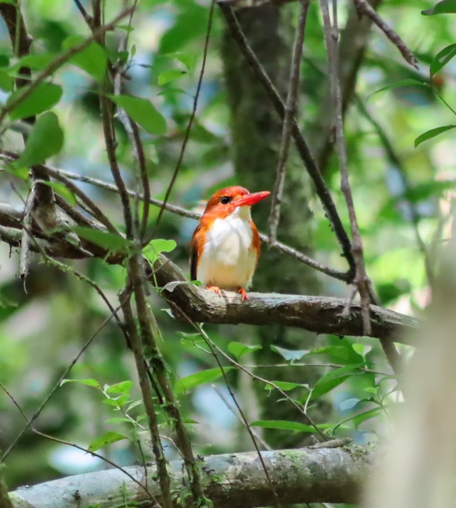 ashleymmaggy's tweet image. Some hard to capture birds inside of Ranomafana National Park #madagascar #pygmykingfisher #crossleysvanga #madagascarcuckoohawk