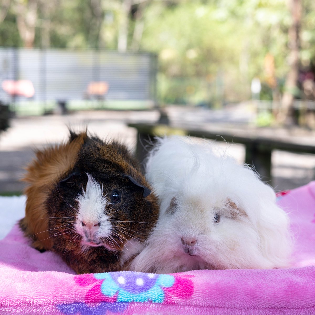 AWLQ's tweet photo. We're packed with piggies! 😲 Our Gold Coast Animal Rehoming Centre pocket pets facility is FULL! If you're looking for a small, intelligent and sociable pet, #choosetoadopt and meet our little piggies. 🐹

To view our available guinea pigs please visit 👉 https://t.co/UXNGoe1tgC https://t.co/HeOzdPthDp