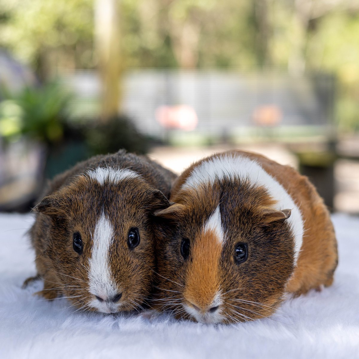 AWLQ's tweet photo. We're packed with piggies! 😲 Our Gold Coast Animal Rehoming Centre pocket pets facility is FULL! If you're looking for a small, intelligent and sociable pet, #choosetoadopt and meet our little piggies. 🐹

To view our available guinea pigs please visit 👉 https://t.co/UXNGoe1tgC https://t.co/HeOzdPthDp