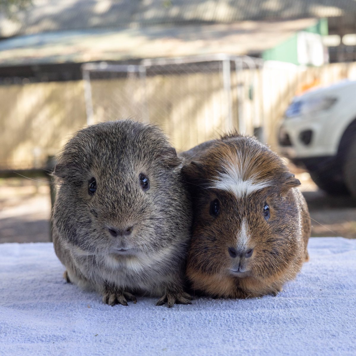 AWLQ's tweet photo. We're packed with piggies! 😲 Our Gold Coast Animal Rehoming Centre pocket pets facility is FULL! If you're looking for a small, intelligent and sociable pet, #choosetoadopt and meet our little piggies. 🐹

To view our available guinea pigs please visit 👉 https://t.co/UXNGoe1tgC https://t.co/HeOzdPthDp