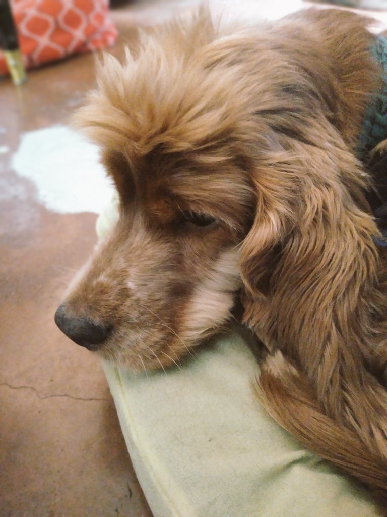 marioh_beto's tweet photo. #pequesconsentidos💞 #peshoshos❤ #Vanemomosha🐶🐾 #Coffeemomosho🐶🐾 #dogfamily❤🐩🦮🐕🦺🐕🥰🐶 #mybabydog🐶❤️ #myson💙🐶😍 #mydaughter😍❤🐶 #mybabydog🐶❤️ #mydogfamily❤️ #dogangels🐶😇👼 #Dukemomosho🐶🐾✝️❤😇 #Maximomosho🐶🐾✝️♥️😇 https://t.co/6iYGY3HqEJ