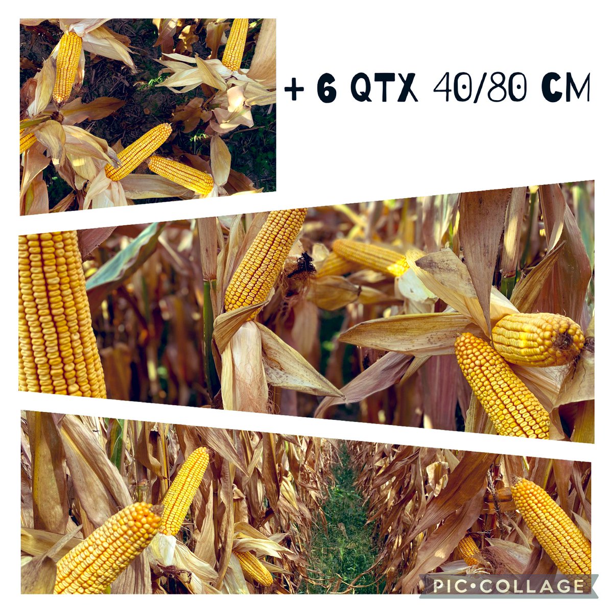 BonaHoun640's tweet photo. Récolte des essais #SDSCV 🌽🍀@PioneerSeeds semés 3/04 en Irrigué à 40/80 cm 
#P0937🥇 166 qtx (168 N-1) / #P0937E 🥈 Waxy 159 q / #P0710 🥉 155 q
➖  salissement 🌱
➕ 6 qtx à la même densité 40/80 (+ 4 N-1)
🔜 compost + chaulage + semis #couvertvégétal ☘️
#ACS #carbone https://t.co/YFI7QtF6eZ