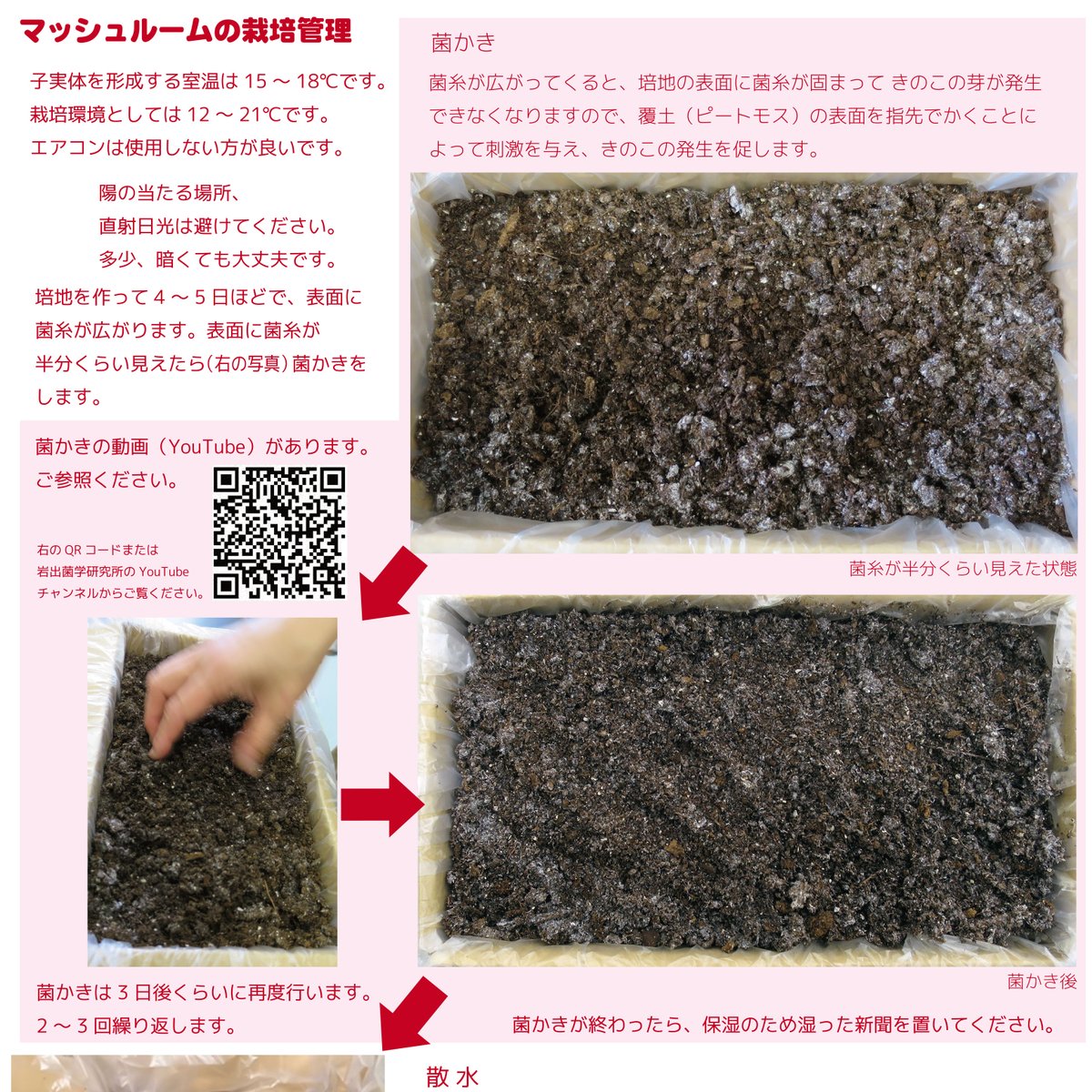 Tweets With Replies By 岩出菌学研究所 Iwade Kinoko Twitter