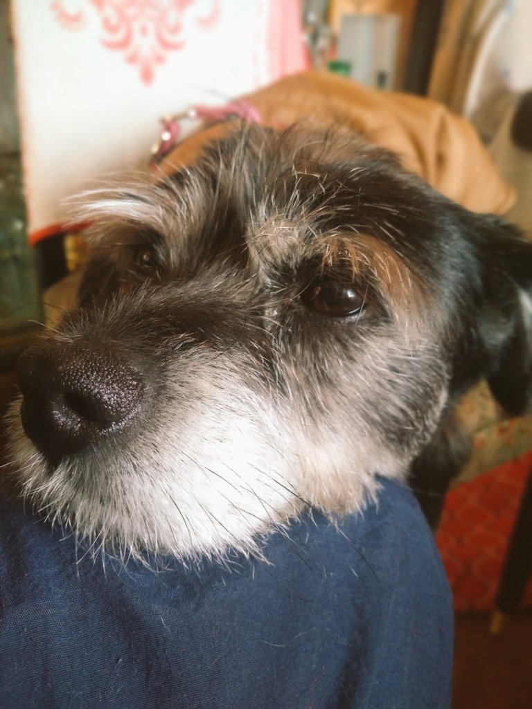 marioh_beto's tweet photo. #pequesconsentidos💞 #peshoshos❤ #Vanemomosha🐶🐾 #Coffeemomosho🐶🐾 #dogfamily❤🐩🦮🐕🦺🐕🥰🐶 #mybabydog🐶❤️ #myson💙🐶😍 #mydaughter😍❤🐶 #mybabydog🐶❤️ #mydogfamily❤️ #dogangels🐶😇👼 #Dukemomosho🐶🐾✝️❤😇 #Maximomosho🐶🐾✝️♥️😇 https://t.co/asuv7Ojnrb