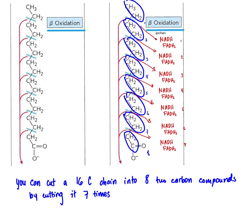 chanjonachan's tweet image. Hi Pharm twitter. More useful for you guys than us :))

I derived a quick formula for the ATP yield for the complete β-oxidation of
Even-chain fatty acids: 7C – 6
Odd-chain fatty acids: 7C – 19

C = # of Carbons in the fatty acid. 

Assumption:
1 NADH = 2.5 ATP
1 FADH2 = 1.5 ATP