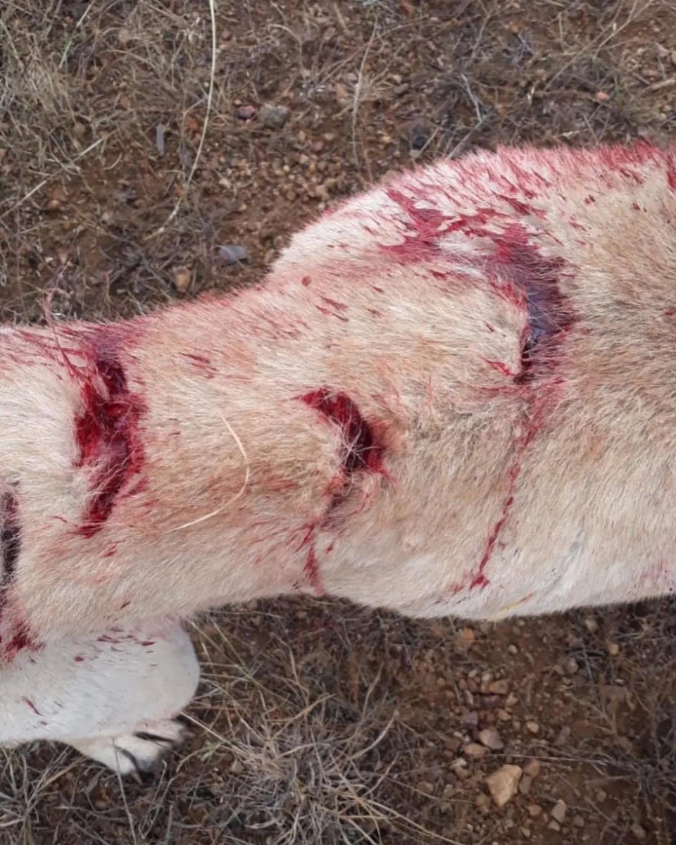 nihalerkoc06's tweet photo. Çorum'da köpekleri SATIRLA KESEN CANİLERE yatarı olan HAPİS CEZASI VERİLMESİNİ İSTİYORUZ!
Çorum İskilip
@CorumValiligi @ValiMustafaCftc @iskilipkaymakam @tcbestepe @RTErdogan @iletisim
@suleymansoylu @bybekirbozdag @murat_kurum @adalet_bakanlik @corum_dkmp @CorumEmniyet @jandarma https://t.co/dyHyrB3cL3