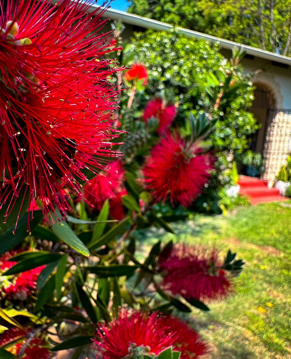 UlrichJvV's tweet photo. I’ve been welcomed back home by a burst of bright colourful flowers blooming in my garden. This time of year is just beautiful 💐🌼🌺🦜👨‍🌾 #gardening https://t.co/jQ8XnMaCvH