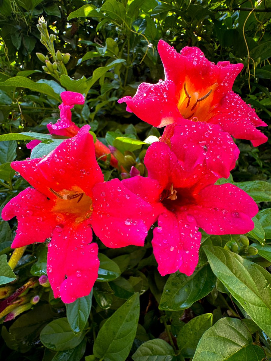 UlrichJvV's tweet photo. I’ve been welcomed back home by a burst of bright colourful flowers blooming in my garden. This time of year is just beautiful 💐🌼🌺🦜👨‍🌾 #gardening https://t.co/jQ8XnMaCvH