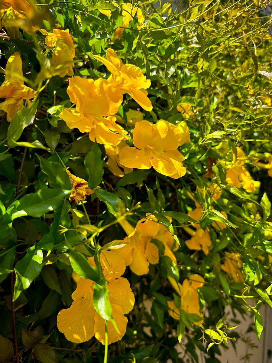 UlrichJvV's tweet photo. I’ve been welcomed back home by a burst of bright colourful flowers blooming in my garden. This time of year is just beautiful 💐🌼🌺🦜👨‍🌾 #gardening https://t.co/jQ8XnMaCvH